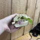 Organic Sandwich Company