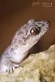 The Siamese Gecko