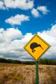 Sign of the Kiwi