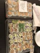 Wasabi Asian Cuisine