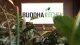 Buddha Kitchen