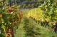 Weingut Erhard Lauf