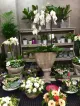 Baltimore Bloemen