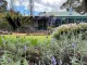 Cape Lavender