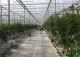 Naranj Greenhouse