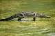 Crocodile Farm Hotel