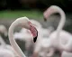 Le Flamant Rose