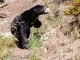 Golden Bear