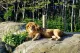 Golden Bear
