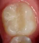 Stomoatologia Srokosz