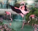 Flamingo Paradise