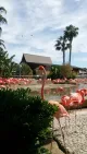 Flamingo Paradise