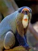 Monkey Blue