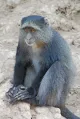 Monkey Blue