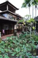 Bebek Tepi Sawah Restaurant Ubud