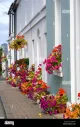 Petals of Crickhowell