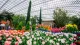 Flower Story