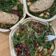 Sweetgreen