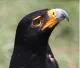 Aquila Nera