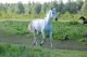 Het Witte Paard