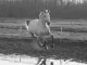 Het Witte Paard