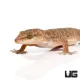 Gecko Gecko