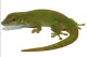 Gecko Gecko