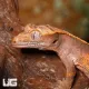 Gecko Gecko