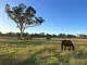 Googong Veterinary Centre