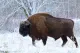 Black Forest Bison