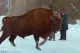 Black Forest Bison