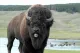 Black Forest Bison