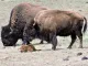 Black Forest Bison