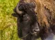 Black Forest Bison