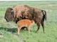 Black Forest Bison