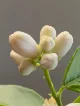 Lime Flowers