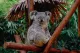 Koala Living