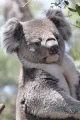 Koala Living