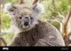 Koala Living