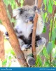 Koala Living