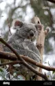 Koala Living