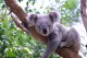 Koala Living