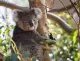 Koala Living