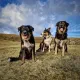Shetland Vets - Bixter Surgery