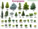 Evergreens