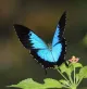 Butterfly 73