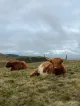 The Highland Cow