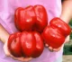 Red Pepper