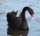 Black Swan