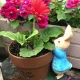 Peter Rabbit Flowers